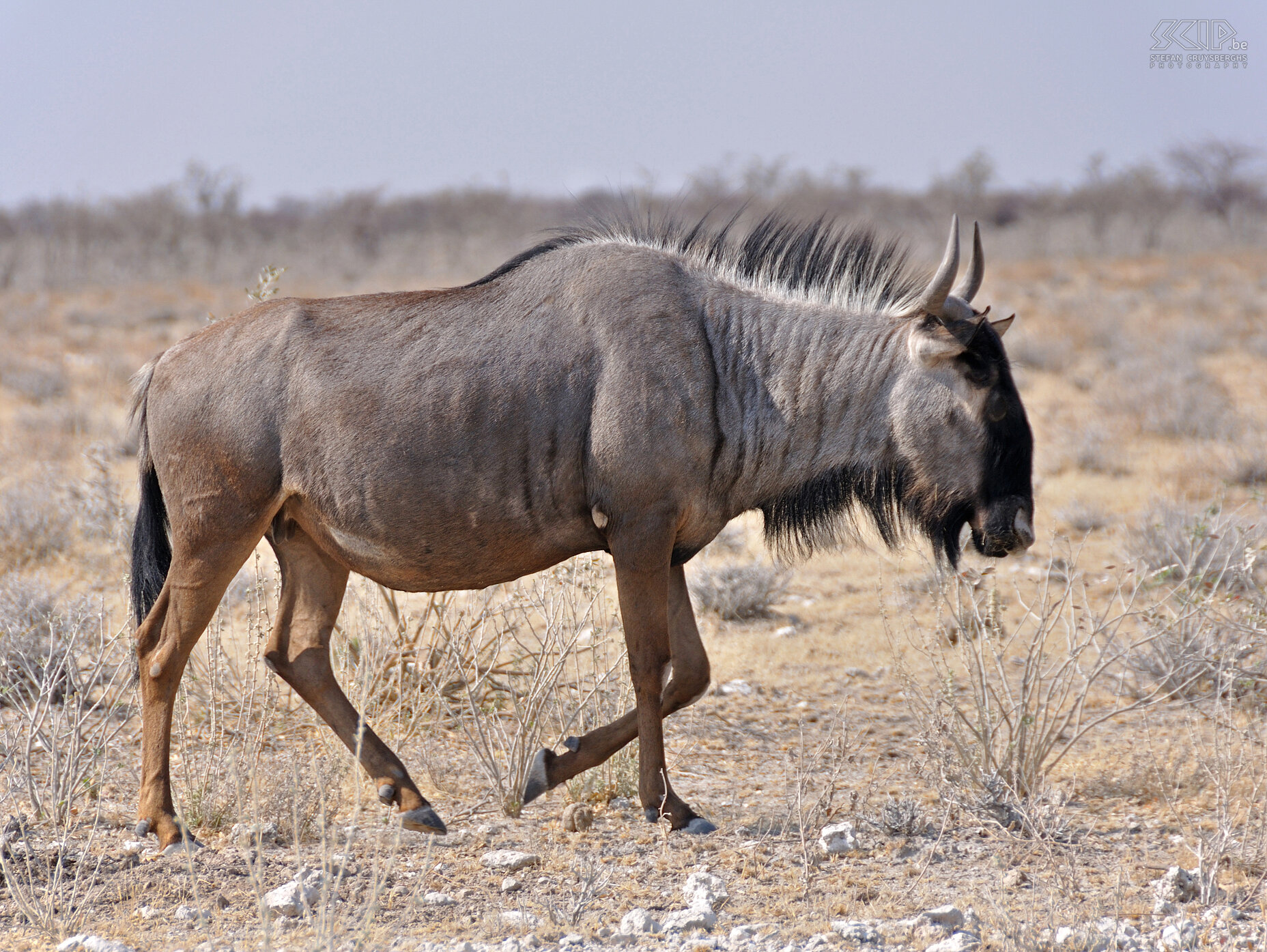 Etosha - Blauwe gnoe  Stefan Cruysberghs